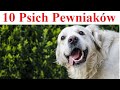 10 psich pewniakw  psy ktre warto wybra