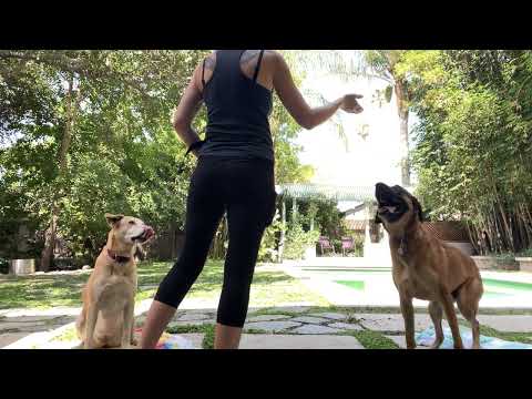 Inter-dog aggression: Teaching 'peace' in a multi-dog household