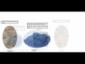 True Everything Size Comparison Cooperation Universe Part 1268