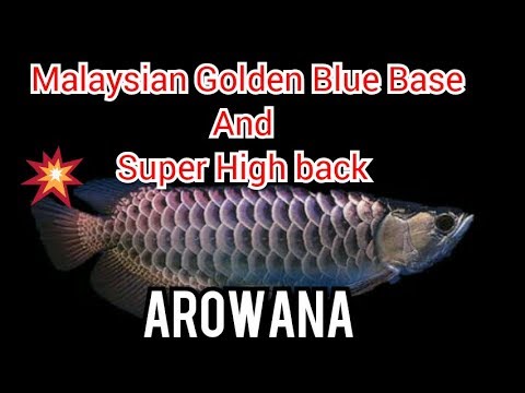 Arowana Malaysian Golden Blue Base And Super Highback Arowana Fish Youtube