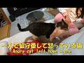 一人で留守番させられて怒っている猫　暴れ猫/保護猫ハナ♂