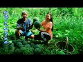 Planting & Harvesting Watermelon Sugar Baby-BUHAY BUKID