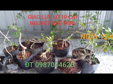 Video Giao lưu lô 10 cây nguyệt quế mini ngày 12-9. ĐT... - youtube
