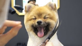 A smiling dog. / Baby Pomeranian first grooming.