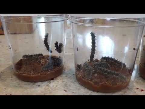 Caterpillars at Canyon Grove academy