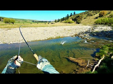 Fly Fishing a Small Farmland Stream For Brown Trout