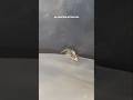 #808#am #cute #spider #808dragon #808DRAGON.COM #offgrid