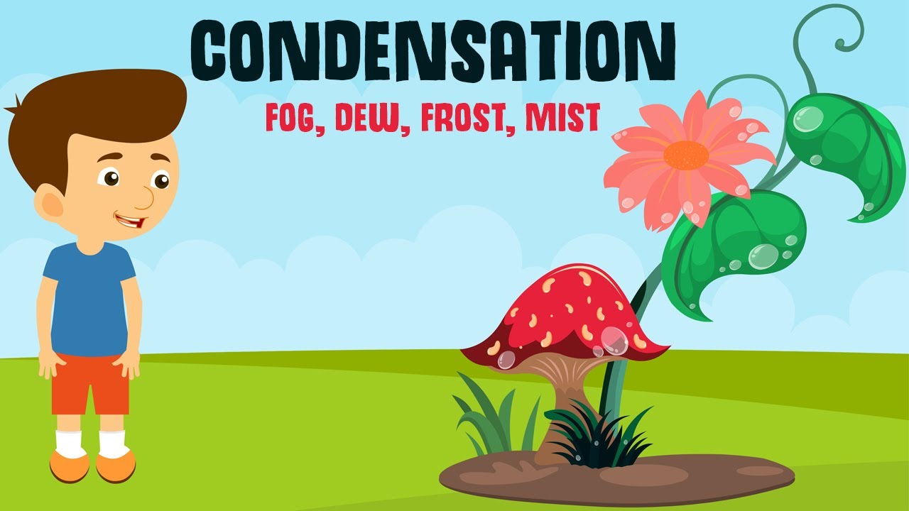 ⁣Sự ngưng tụ và các dạng của nó | Dew, Fog, Frost and Mist | Video cho trẻ em