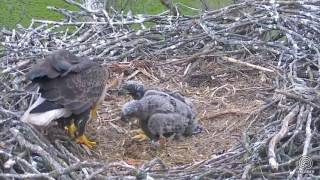 2017\/04\/30 8h50m Decorah North Nest~ Breakfast for the eaglets