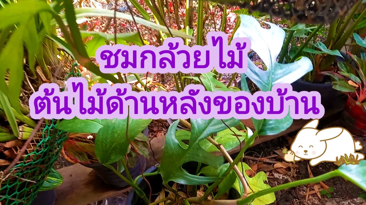 ชมสวนกล้วยไม้เล็กๆด้านหลังของบ้าน#บรรยากาศ#ท่องเที่ยว #ต้นไม้ 