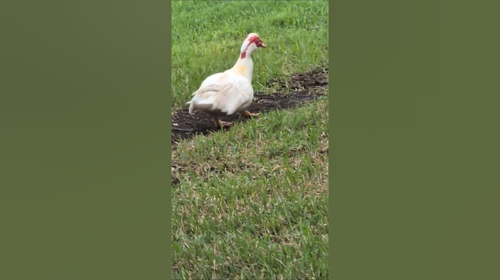 White Muscovy Duck has Yellow Feathers on Neck & Red Caruncles in Our Backyard! Oviedo, Florida