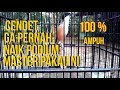 Cendet Mana Yang Bisa Diam Klo Dengar Masteran Ini Mp3 - Mp4 Download