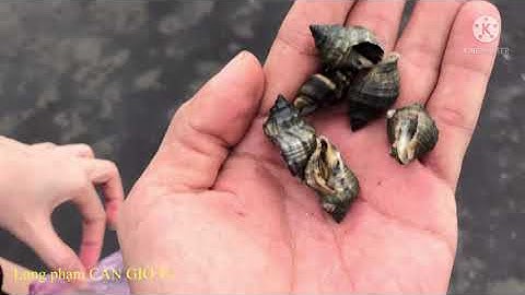 Bắt ốc tại biển cần giờ | Cảnh biển buổi chiều thật đẹp | Long CG