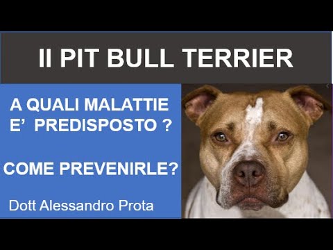 Il Pit Bull Terrier :a quali malattie è predisposto? come prevenirle?