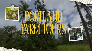 🌿 Farm Tour in Portland, Jamaica 🇯🇲 | Coconut Supply, Agriculture & Expansion | Yaad Gardeners