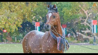 Animalia - The Horses experience a cold snowy winter by Animalia 594 views 4 months ago 1 minute, 32 seconds