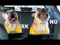 Order OUTRAGE,  Father Forgot Us!  French Bulldog Tantrum To Delight
