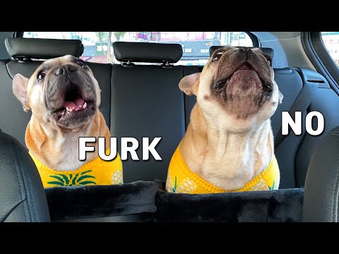 Order OUTRAGE,  Father Forgot Us!  French Bulldog Tantrum To Delight