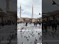 One video, infinite peace #madinavines #medandmood #peace #fyp