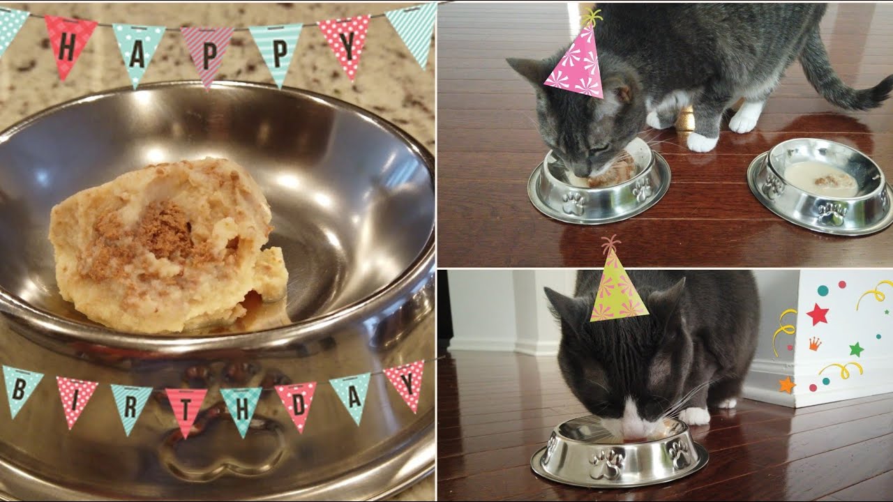 Homemade Ice Cream for Cats 🍦🍨 YouTube