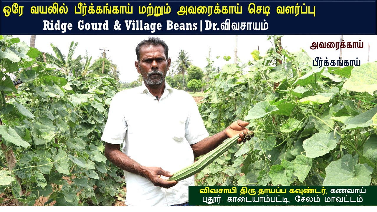 அசத்தல்🔥 ஒரே வயலில் 🍳பீர்க்கங்காய் மற்றும் அவரைக்காய் செடி வளர்ப்பு | Ridge Gourd & Village Beans