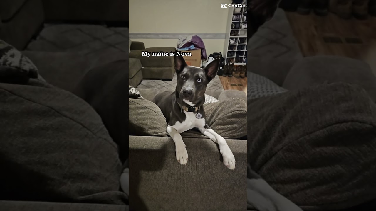 For those who don’t know a pitsky is a pit bull husky mix!!