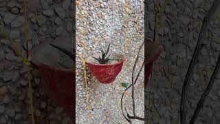 #diyprojects #gardening #garden