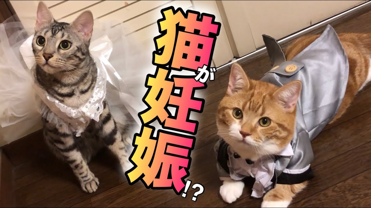 猫に妊娠の可能性があるのでエコー検査してきた。驚きの結果にu2026 - YouTube