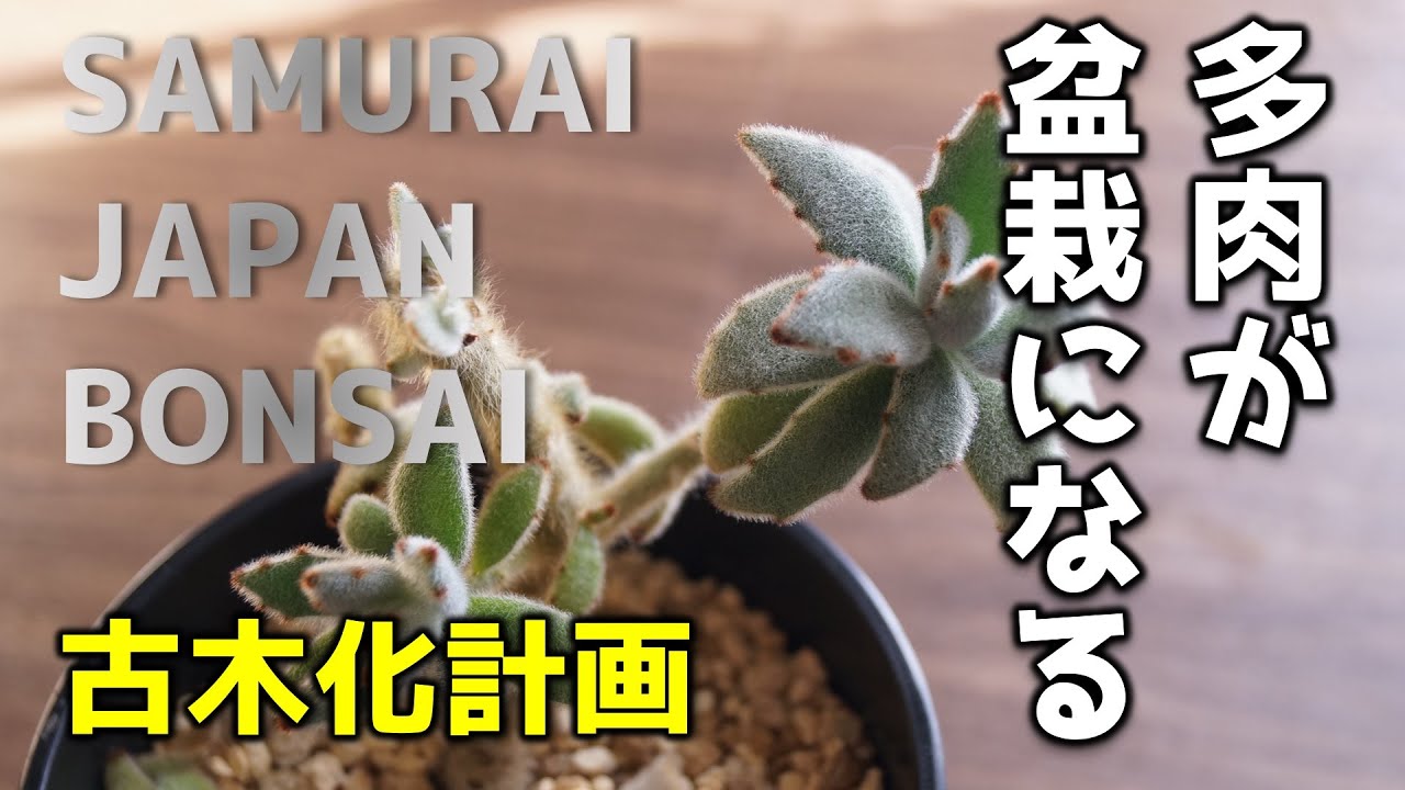 初心者向け観葉植物 多肉植物が盆栽に 月兎耳の古木仕立て 増やし方 カランコエ Panda Plant Youtube