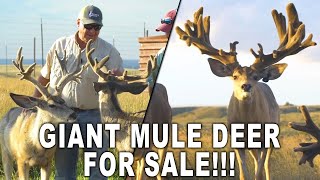 Mount Rushmore sized Mule Deer! | Deer Farming Channel