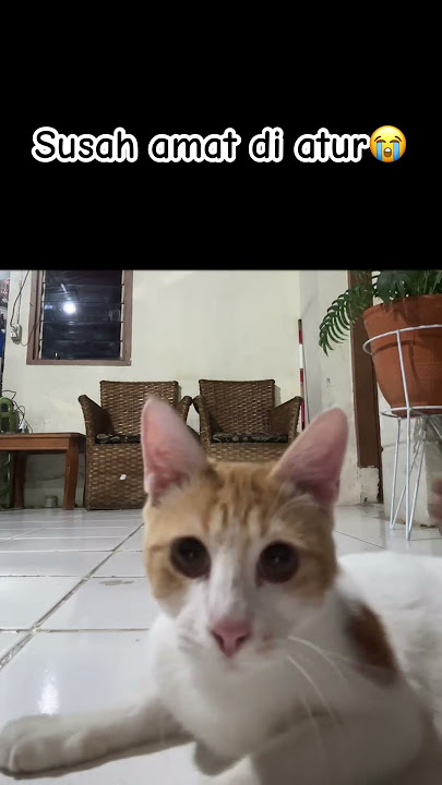 Sakitt amay [😹: mamvos makanya jangan maksa😾]