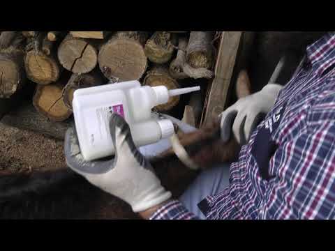 Video: Pietre Urinare La Capre și Rumegătoare Mici