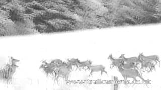 Pulsar Recon 750 Monocular Low Light Field Test