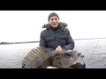 Рыбалка в Беларуси. Погостское водохранилище. Джиг. Окунь. Судак.\ Fishing for  perch.