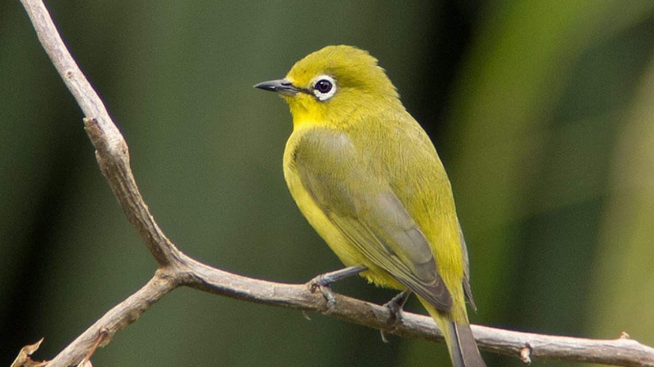 Khuyên mái kích trống , kích bổi líu hót đấu cực nhạy || KHUYÊN MÁI TƠ