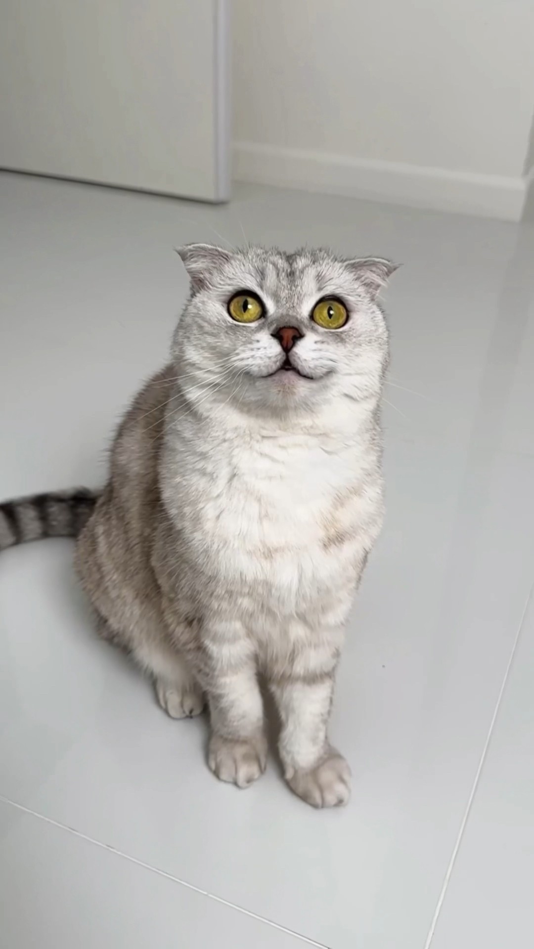 Subscribe to our «MUSIC FOR CATS» playlist and your life won't be in danger?Link in bio #cat #cats