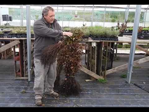 Video: Tỉa cây Beech Hedgerow: Thời điểm Tốt nhất để Cắt tỉa Cây Beech Hedgerow