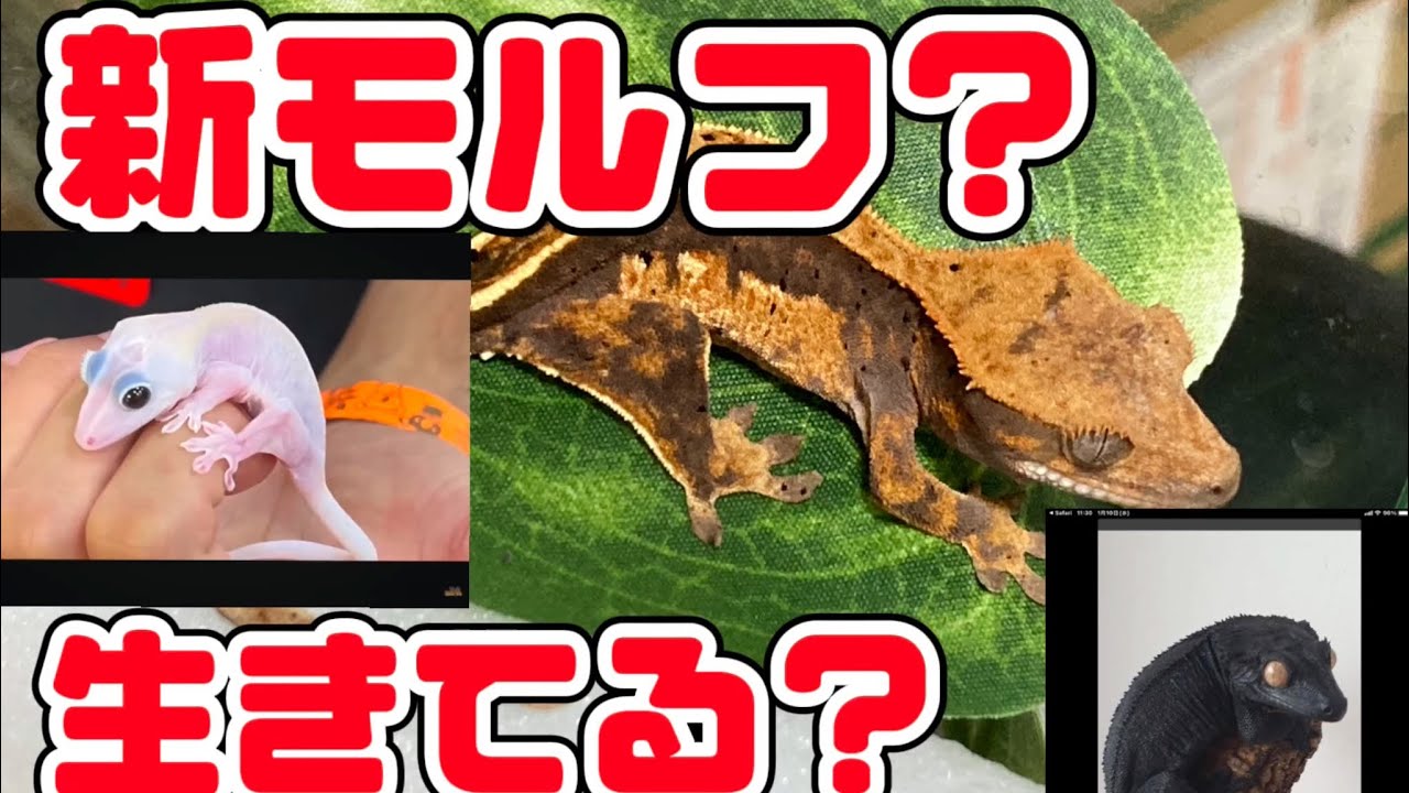 Crested Gecko] Introducing My Collection Part 2 and the Current