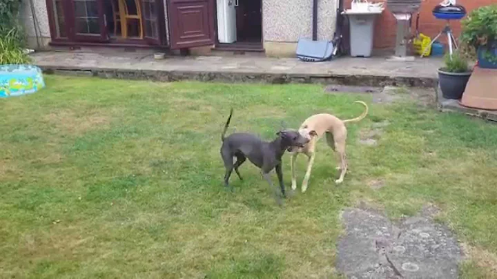 Whippets playing.