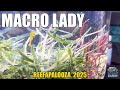 MACRO Lady - Planted Saltwater Nano Tanks - Reefapalooza Dallas 2025