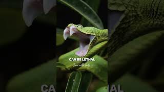 Facts about Cobras 🐍#kingcobra #shortvideo #trending #shortsviral by Learn With Facts 243 views 7 months ago 1 minute, 25 seconds