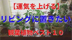 植物のある暮らし ゆう Youtube