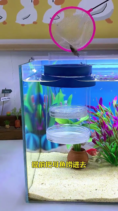 If you don't put this thing in the fish tank, you don't know how fertile guppies are #fishkeeping