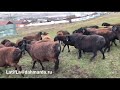 Гиссарские овцы Мусы из Ингушетии