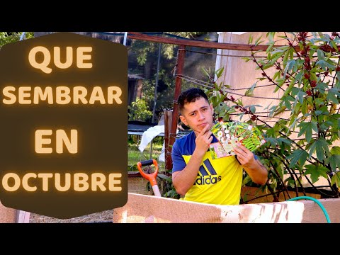 Video: Octubre Tareas de jardinería: qué hacer en el suroeste