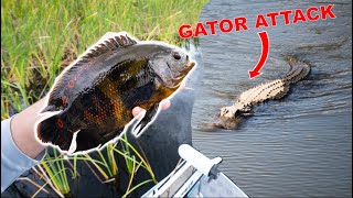 MASSIVE ALLIGATOR Attacks Our BOAT! (EXOTIC Fish Catch N' Cook In Florida Canals)