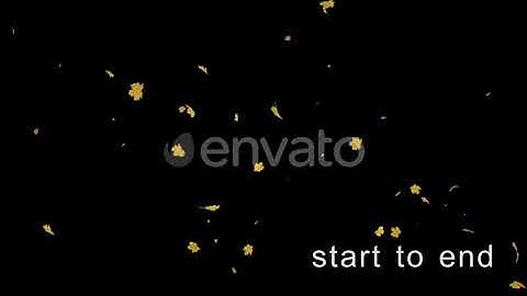 Maple leaves 4K | Motion Graphics - Envato elements