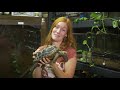 Rescuing a 90-Year-Old Turtle!
