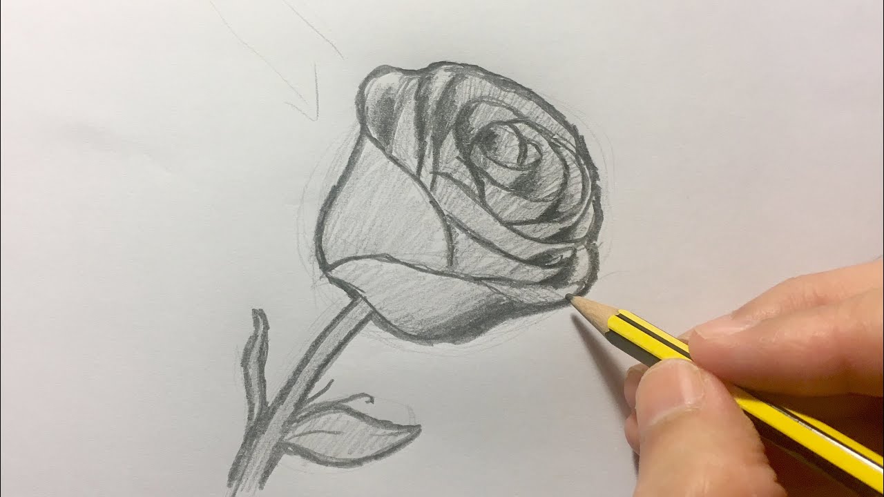 Cómo Dibujar Un Bello Y Escalonado Flor De Rosa Creación, Paso a Paso, Del  Dibujo De Lápiz Página Educativa De Artistas Ilustración del Vector -  Ilustración de cuadro, flor: 162156232