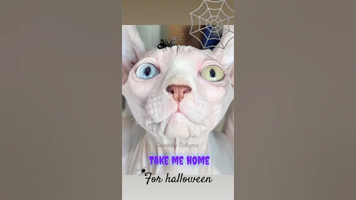 Watch the video about Happy Hallowsphynx #halloween #sphynx #cat #kitten #cute #catlover